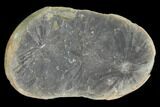 Annularia Fern Fossil (Pos/Neg) - Mazon Creek #104320-2